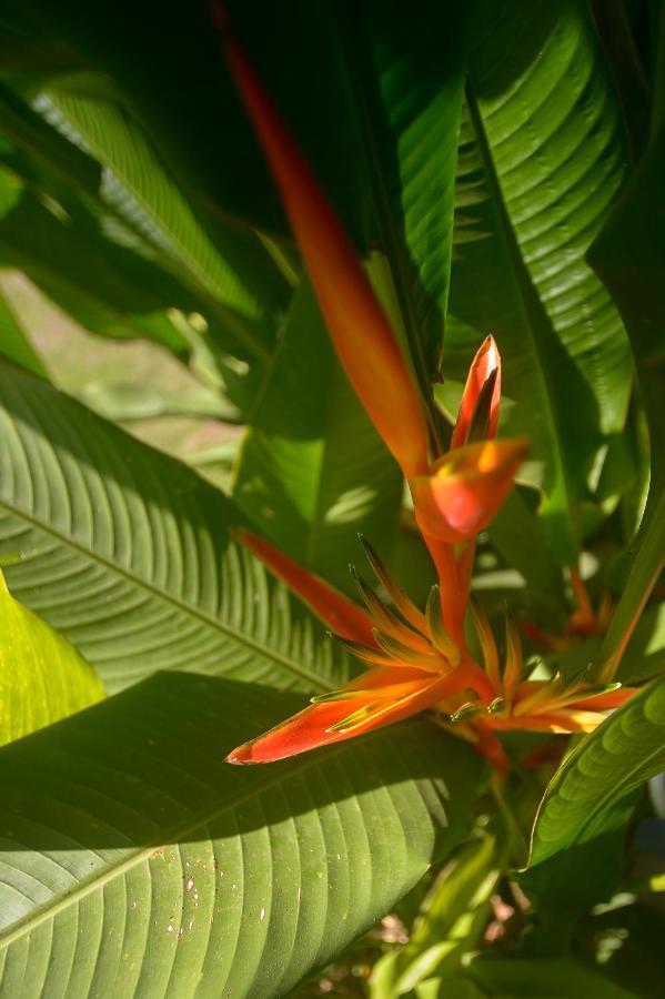 Soul Sync Sanctuary Formally Hacienda La Moringa Apartment Playa Hermosa  Bagian luar foto